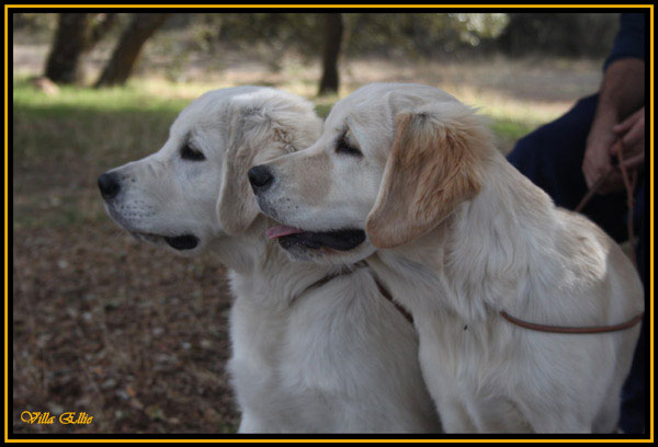 cabeza perro golden retriever cachorro